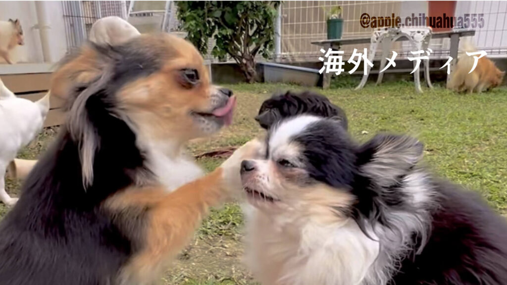 Loving Animals（一途な想い）