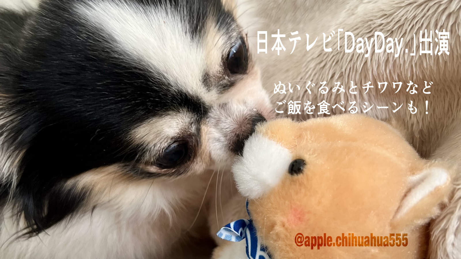 ぬいぐるみとチワワ