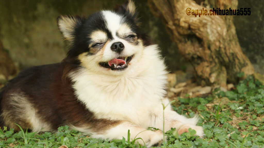 微笑むティアラ