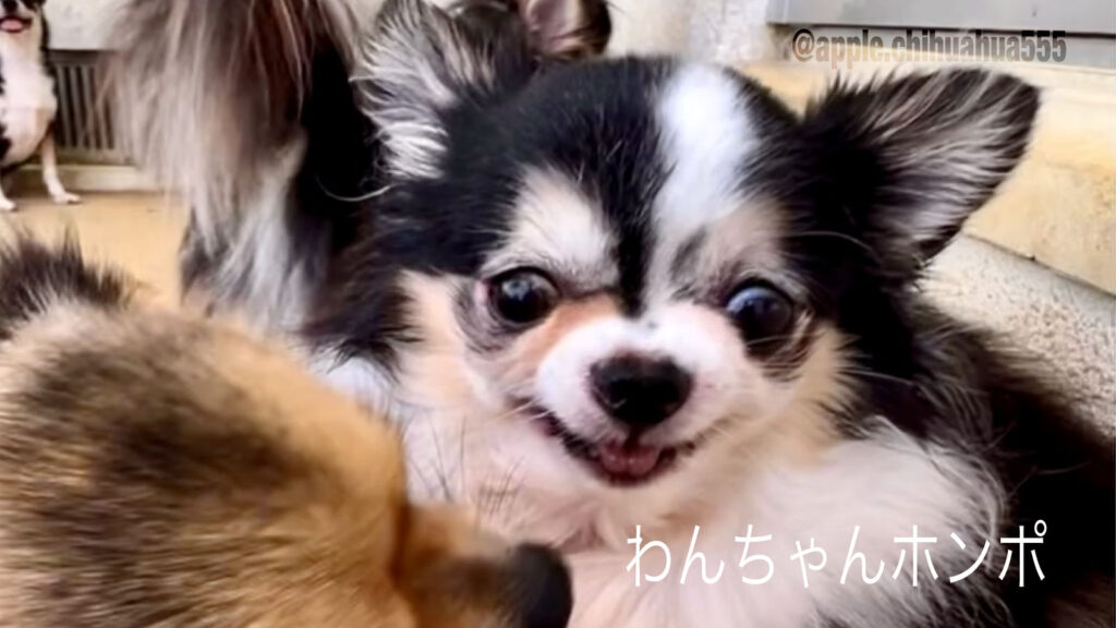 わんちゃんホンポ